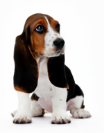 chien