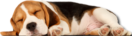 chien qui dort